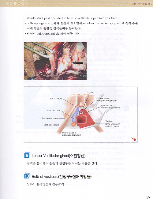 여성회음성형학,2판(개정판)