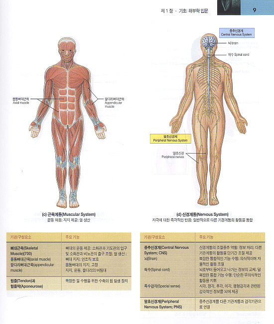 인체해부학(한미의학)