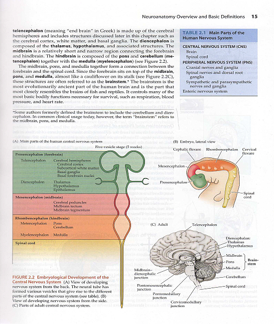 Neuroanatomy Through Clinical Cases (2ed)