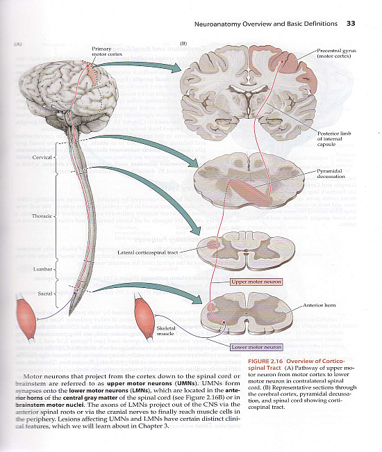 Neuroanatomy Through Clinical Cases (2ed)