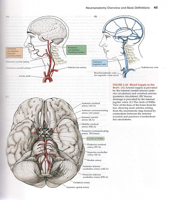 Neuroanatomy Through Clinical Cases (2ed)