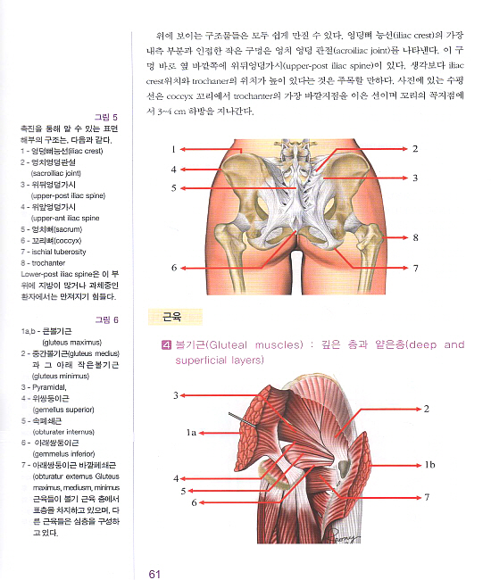 둔부성형술(허벅지와 종아리 윤곽술을 포함한)  DVD포함