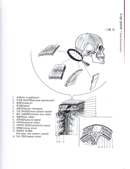 임상의를 위한 두개골 정골요법: 생체역학,병리역학과 진단학