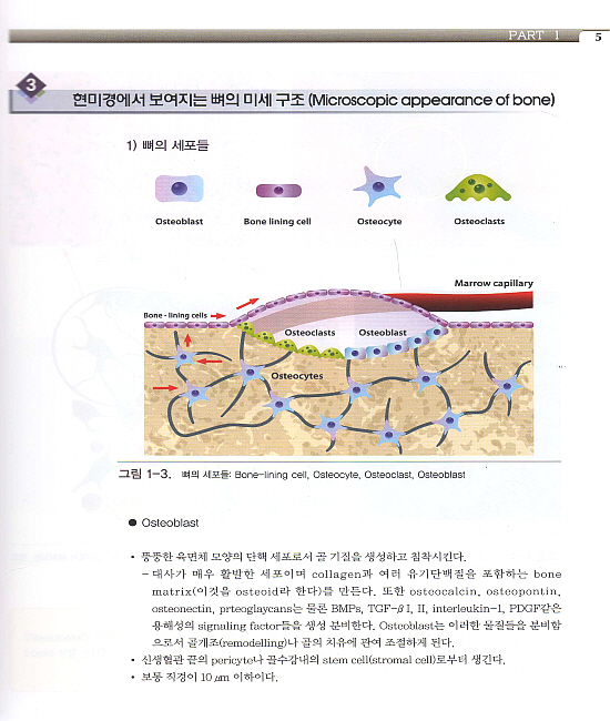 성공적인 임프란트를 위한 골재생 테크닉- 제2편