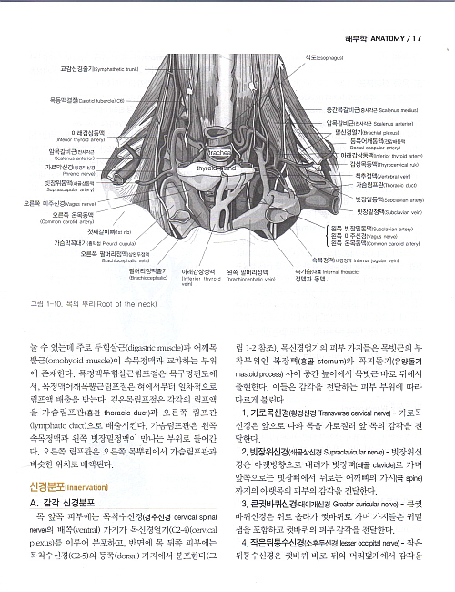 오늘의 진단 및 치료 -이비인후과학- Current Otolaryngology Head and Neck Surgery