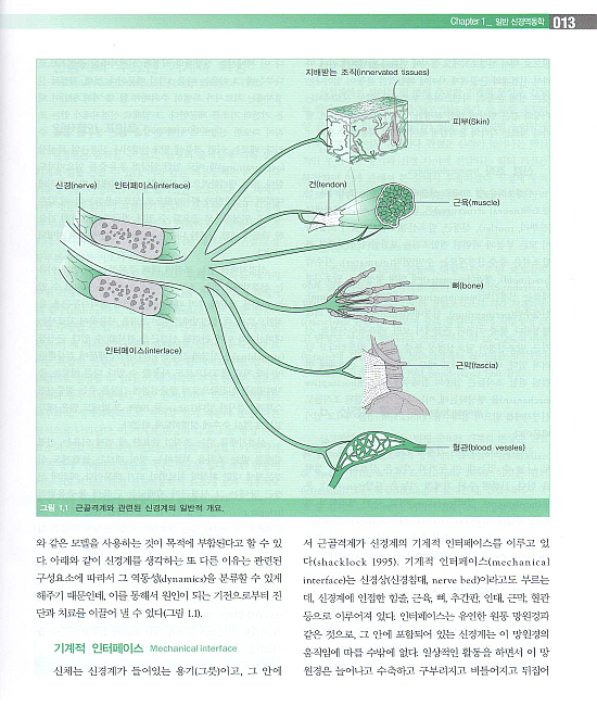 임상신경역동학