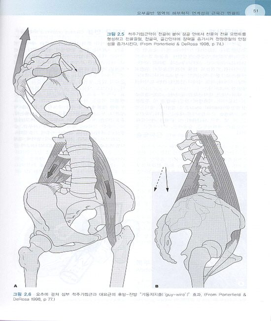 허리골반통증의 진단과 치료(2판): Movement, Stability & Lumbopelvic Pain,2/e번역