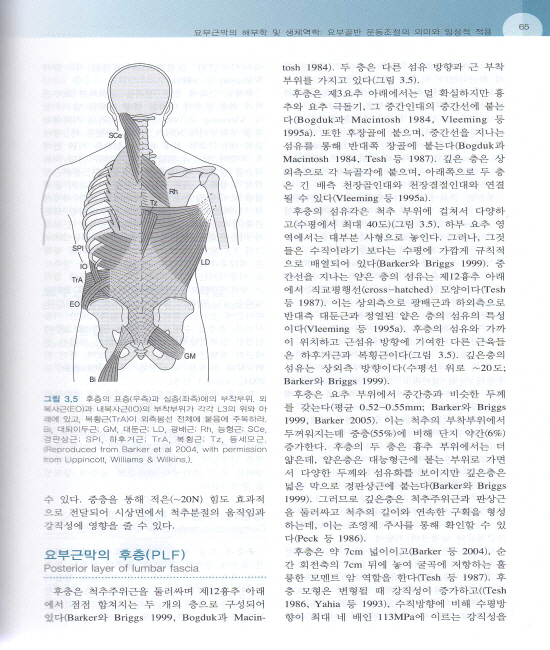 허리골반통증의 진단과 치료(2판): Movement, Stability & Lumbopelvic Pain,2/e번역
