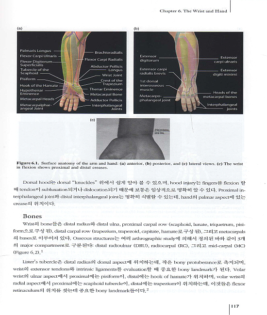 핵심 근골격계 초음파(정상 해부학 및 초음파 검사법), DVD포함