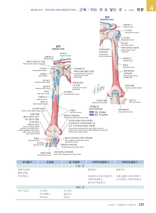 Netter's 근육뼈대계 간결해부학 2판