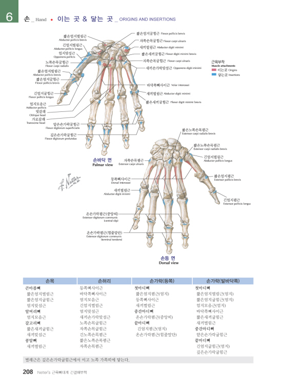 Netter's 근육뼈대계 간결해부학 2판