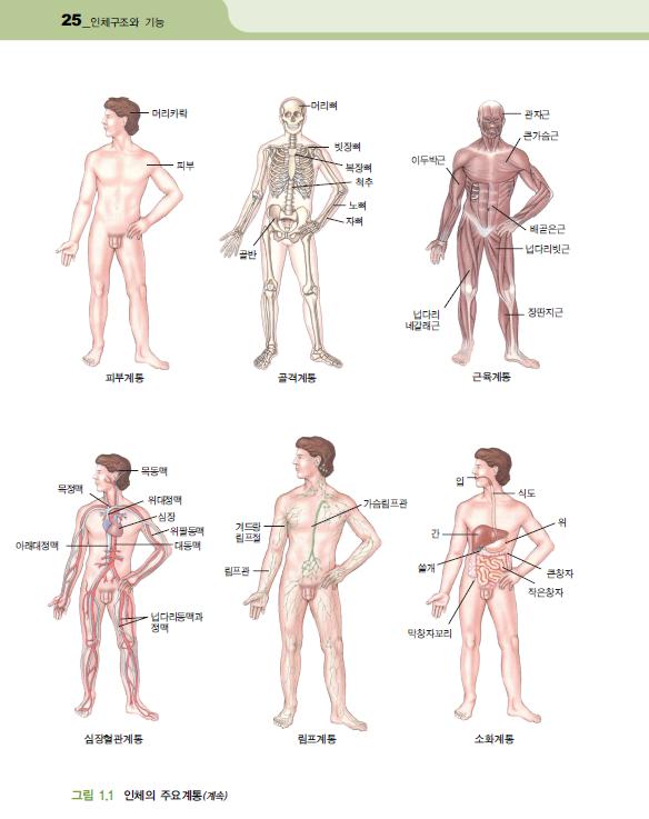 인체구조와 기능 (포널스)