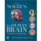 Nolte's The Human Brain: An Introduction to its Functional Anatomy 8e