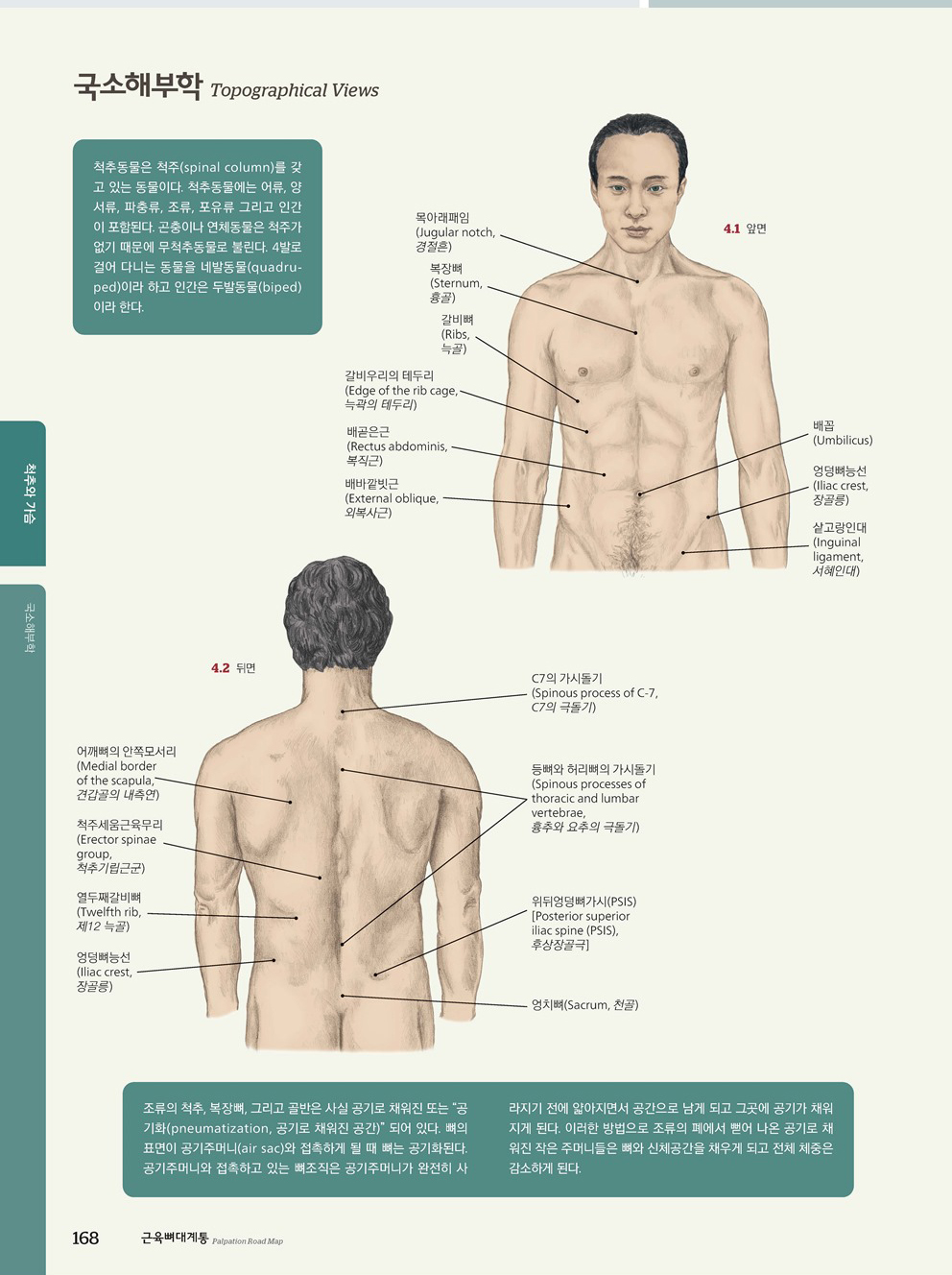 근육뼈대계통 Palpation Road map 6판