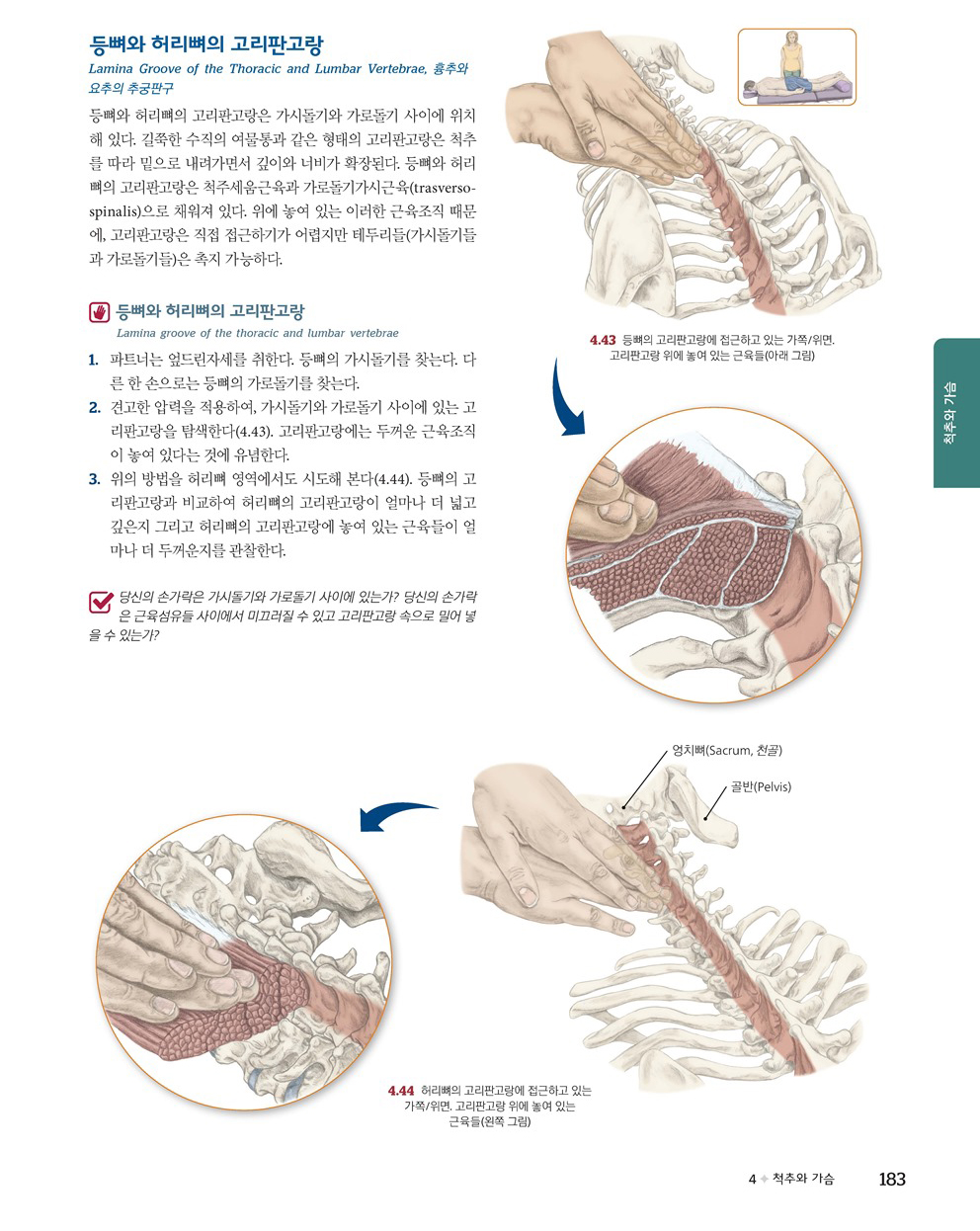 근육뼈대계통 Palpation Road map 6판