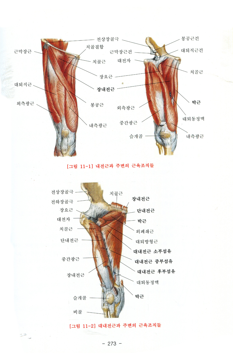 최신근육학총설 2