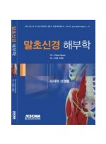 말초신경 해부학(사지의 신경들)