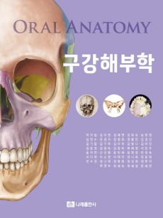 구강해부학