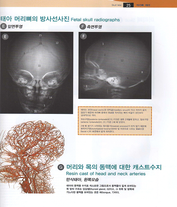 해부아틀라스(의대용)