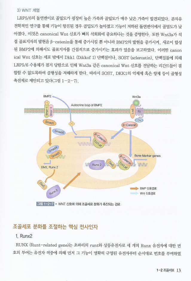 골다공증 5판