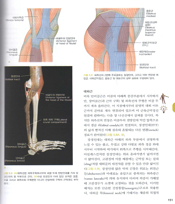 근막경선 해부학: 자세 분석 및 치료 3판(시리악스 정형의학연구회 )