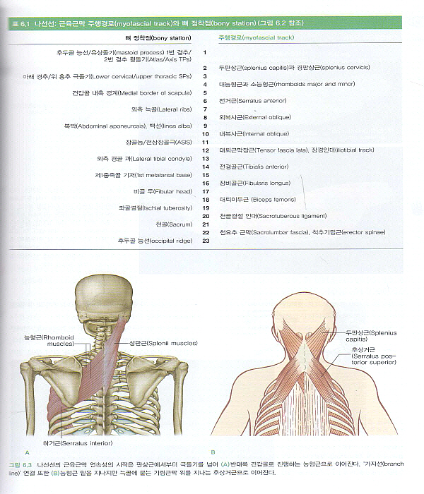 근막경선 해부학: 자세 분석 및 치료 3판(시리악스 정형의학연구회 )