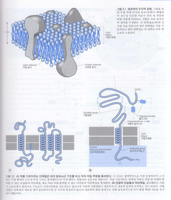 통합의학과 수기의학을 위한 - 기능신경학 (DVD1장포함 )