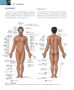 인체해부학, 8판 - Martini 