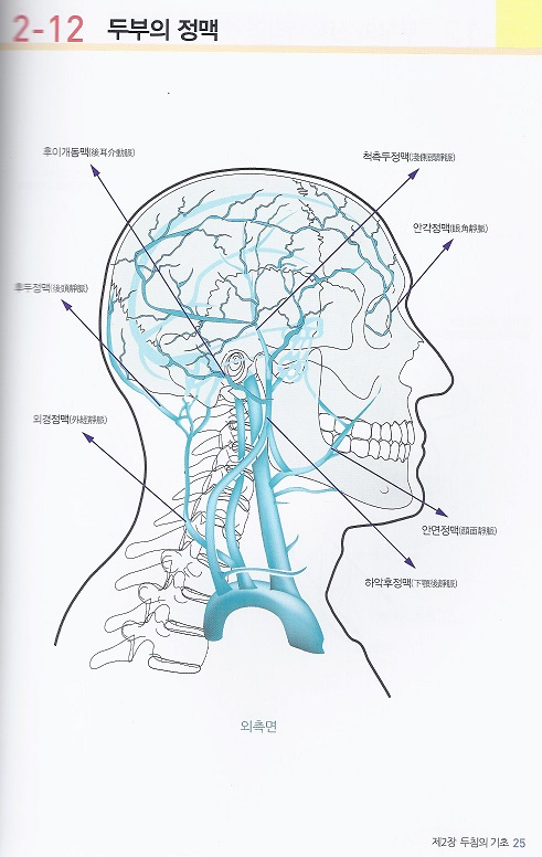 두침임상해부 MAP