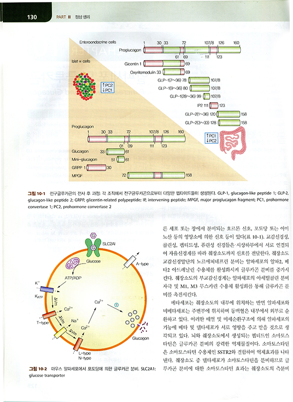 당뇨병학 5판