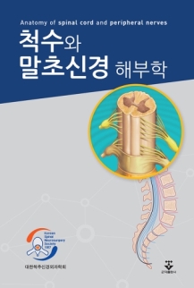 척수와 말초신경 해부학