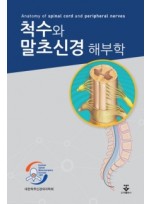 척수와 말초신경 해부학