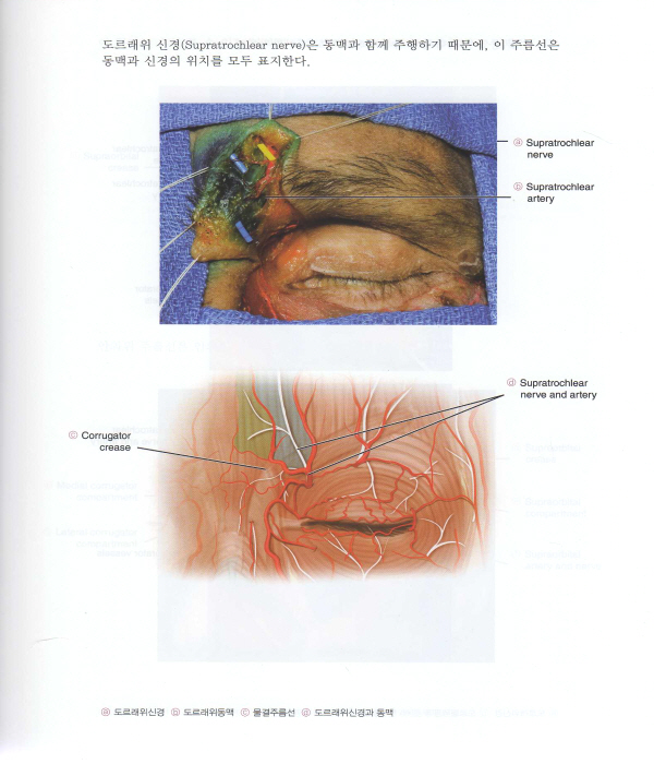 얼굴해부학 - 필러와 보톡스를 위한 (DVD)