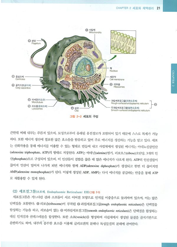 Pacific's HUMAN PHYSIOLOGY (퍼시픽 인체생리학)