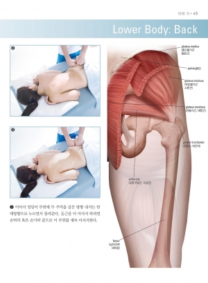 마사지 아나토미(Massage Anatomy) 