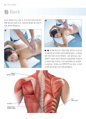 마사지 아나토미(Massage Anatomy) 