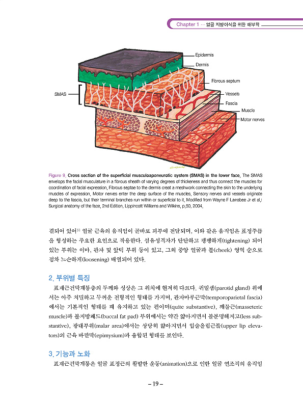 사피(SAFI) - 리프팅 개념을 가진 새로운 얼굴 지방이식술