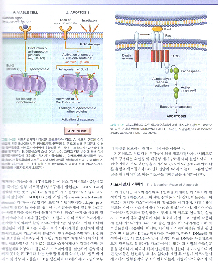 병리학(8판)-Robbins & Cotran Pathologic Basis of Disease,8/e