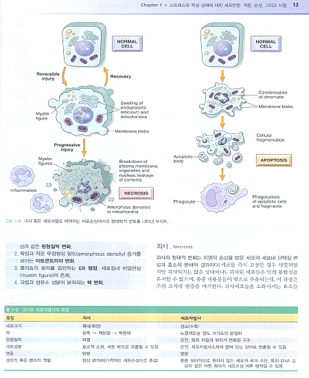 병리학(8판)-Robbins & Cotran Pathologic Basis of Disease,8/e