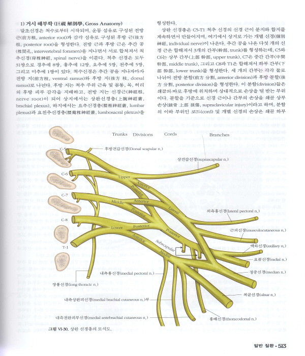 정형외과학 제7판 (2Vols)