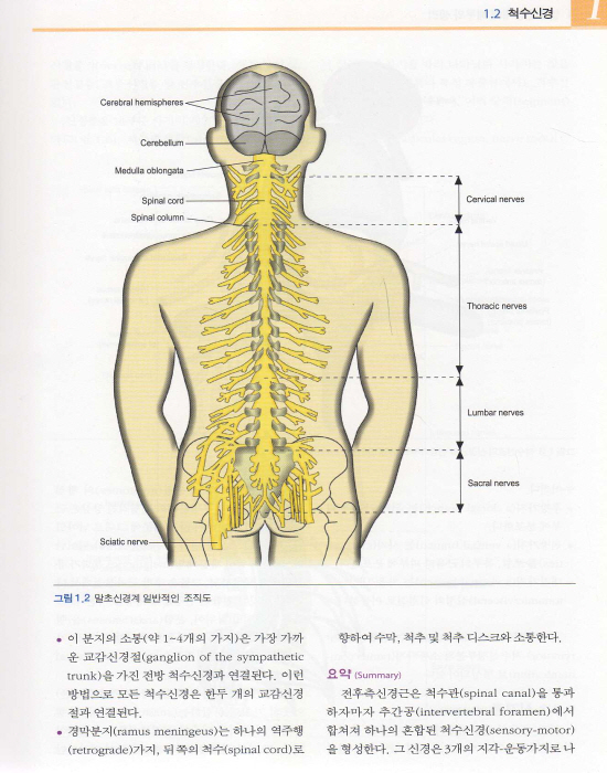 말초신경계 도수치료