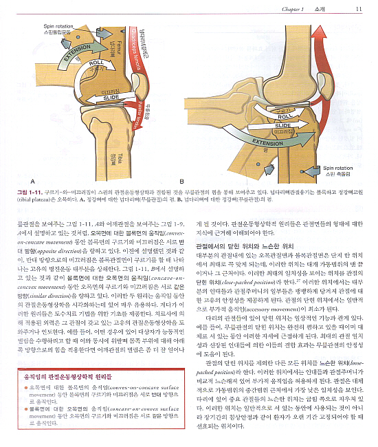 뉴만Kinesiology:근육뼈대계통의기능해부학및운동학,2판