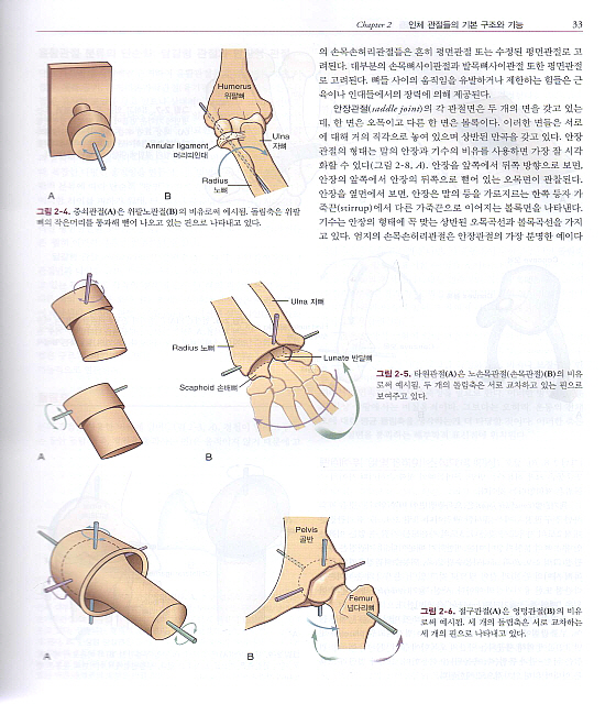 뉴만Kinesiology:근육뼈대계통의기능해부학및운동학,2판