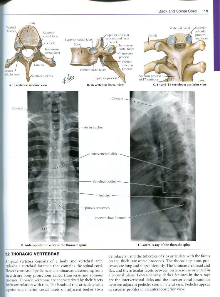 Netter's Introduction to Imaging