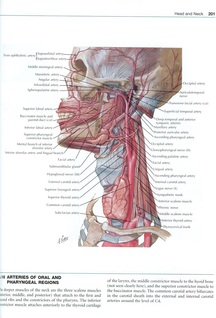 Netter's Introduction to Imaging