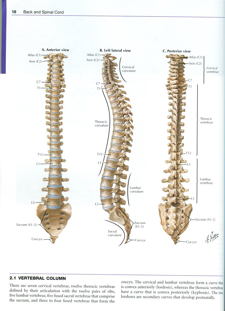 Netter's Introduction to Imaging