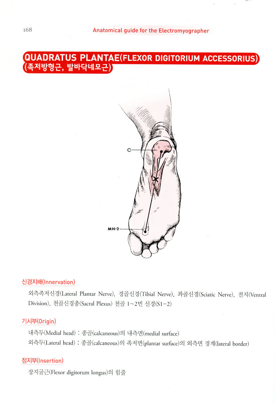 근전도 검사를위한 해부학가이드