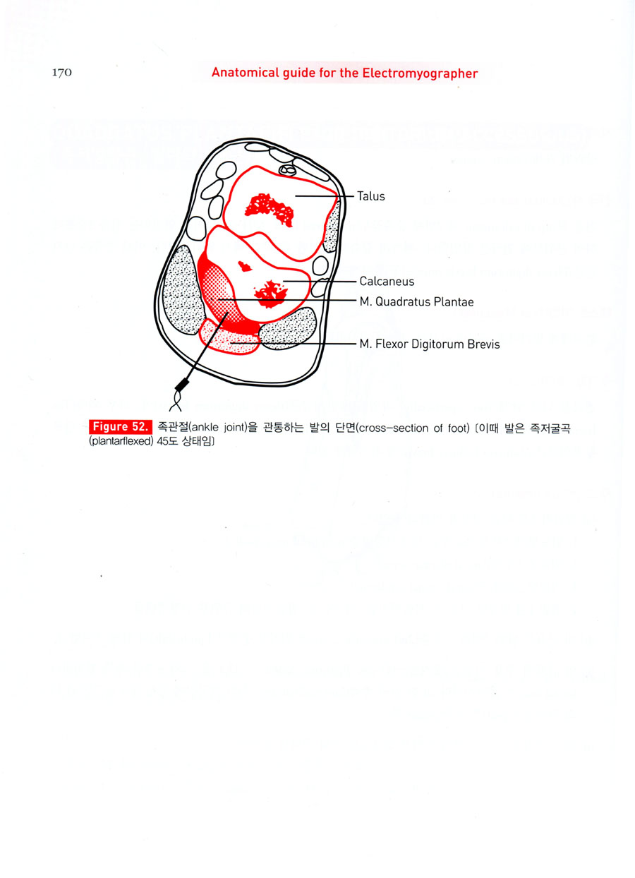 근전도 검사를위한 해부학가이드