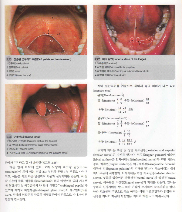 표면해부학 Surface Anatomy