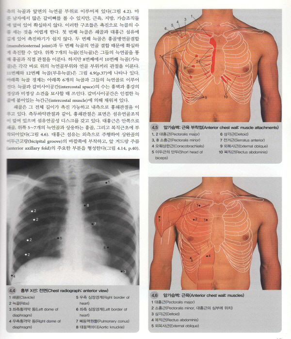 표면해부학 Surface Anatomy